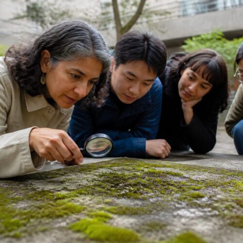 Moss and Biofilm on Concrete: How They Change Surface Heat in Urban Courtyards