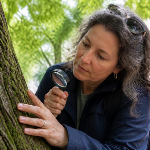 Moss Identification on Urban Tree Bark: Reading Bark Texture, Moisture, and Light