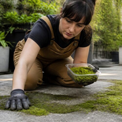 How to Propagate Moss on Concrete: Surface Prep, pH Tips, and Long-Term Care