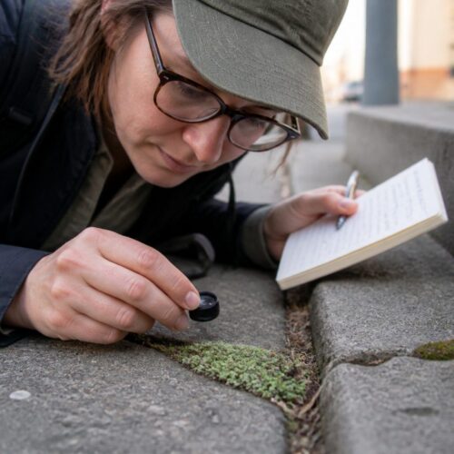 Bryum argenteum Identification: Spotting the Silver Sidewalk Moss in City Gaps